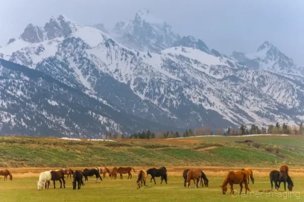 Cramer Imaging's fine art landscape photograph of horses grazing in a field against the Teton Mountains of Wyoming