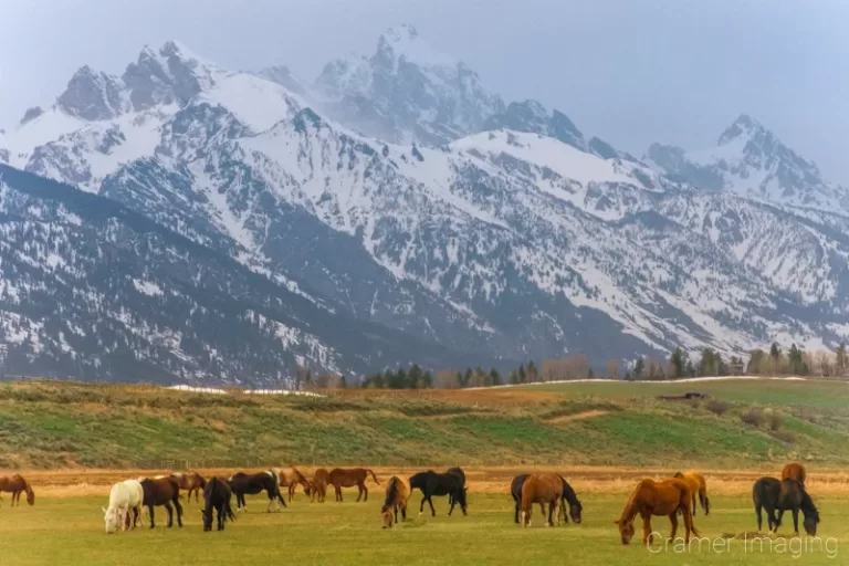 <a href="/shop/nps-collection/grand-teton/tetons-and-horses"></a>