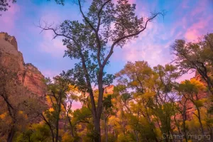 Cramer Imaging's fine art landscape photograph of fall or autumn leaves on trees with a colorful sky at Zion's National Park, Utah