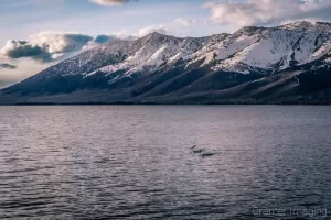 Cramer Imaging's landscape and nature photograph of Henry's Lake, Island Park, Idaho with snow-capped mountains and white pelicans swimming