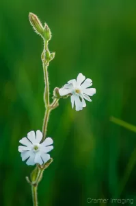 Professional quality nature macro photograph of blooming white wildflowers against green by Cramer Imaging