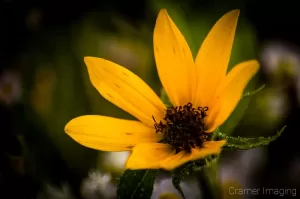 Professional quality nature macro photograph of a wild golden yellow sunflower by Cramer Imaging