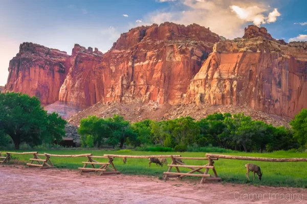 Cramer Imaging's fine art landscape photograph of deer grazing in a field at Capitol Reef National Park Utah at sunset