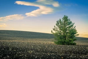 Cramer Imaging's fine art landscape photograph of lone pine tree on a barren lava plain dappled with wildflowers at Craters of the Moon National Monument Idaho