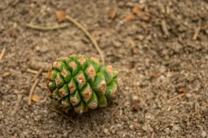 Cramer Imaging's fine art nature photograph of a green pine cone lying on the ground