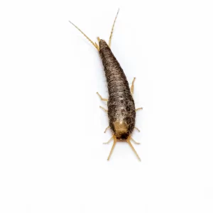 Photograph of a silverfish