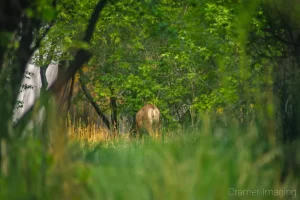 Cramer Imaging's photograph of a deer eating grass at Lower Calf Creek Falls in Escalante National Monument, Utah