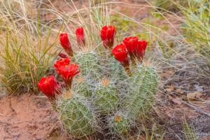 Cramer Imaging's fine art nature photograph of a blooming cactus with red flowers in Escalante National Monument, Utah