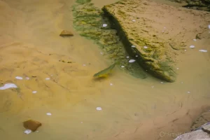 Cramer Imaging's photograph of a trout fish in Calf Creek of Escalante National Monument, Utah