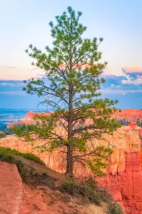 Cramer Imaging's fine art landscape photograph of a bristlecone pine tree on the canyon rim of Bryce Canyon National Park, Utah at sunset